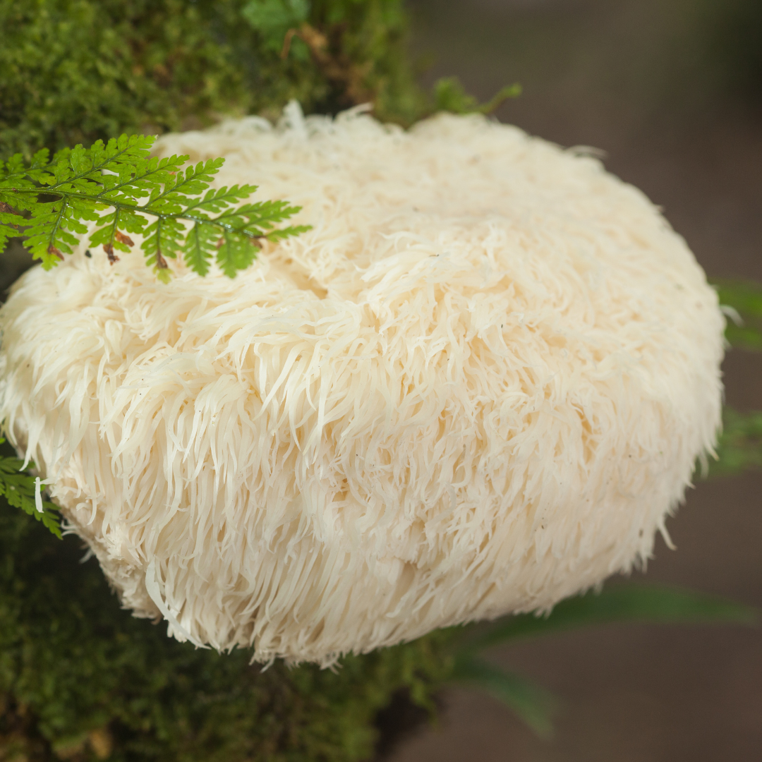 How Does Lion's Mane Work? Exploring Its Benefits and Mechanisms