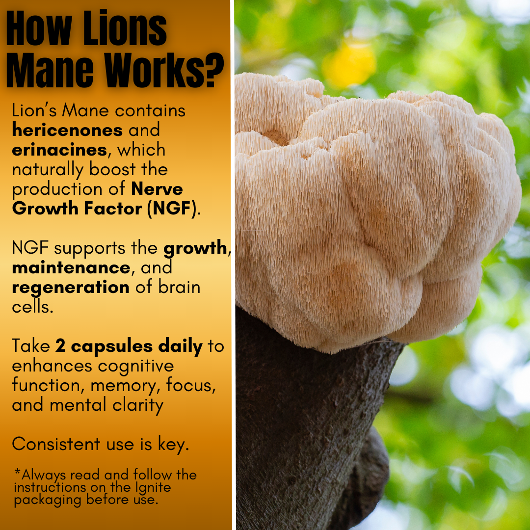 BrainBoost - Lion's Mane Mushroom