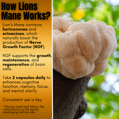 BrainBoost - Lion's Mane Mushroom